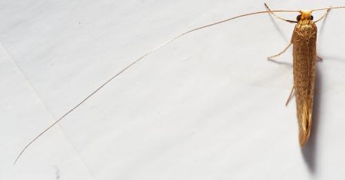 Réf. 305 218 : Nematopogon swammerdamella